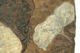 Two Paleocene Fossil Ginkgo Leaves - North Dakota #271096-1